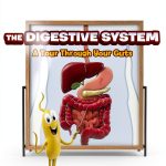 Science Comics Anatomy Adventure by First Second Kids Graphic Novel-0
